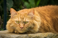 Anglų lietuvių žodynas. Žodis coon cat reiškia meškėnų kačių lietuviškai.