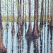 Cypress Grove - 20" x 24" - Oil - $1250