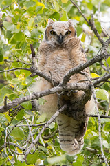 Great Horned Owl fledgling keeps close watch