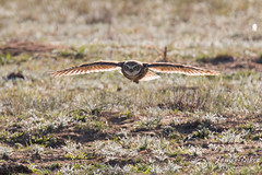 Burrowing Owl in flight
