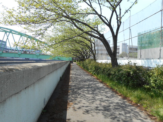 マンション前の遊歩道です。桜の季節は満開...