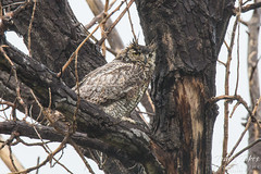 Female Great Horned Owl not happy with the rain