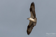 Osprey flyby
