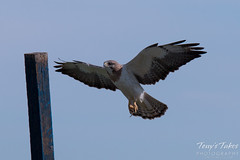 Swainson's Hawk landing sequence - 7 of 13.