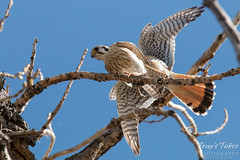 American Kestrel Mating Sequence - 2 of 13