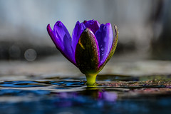 lily pad flower (Nymphaea spp.)