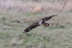 Juvenile Bald Eagle flight