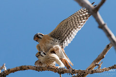 American Kestrel Mating Sequence - 4 of 13
