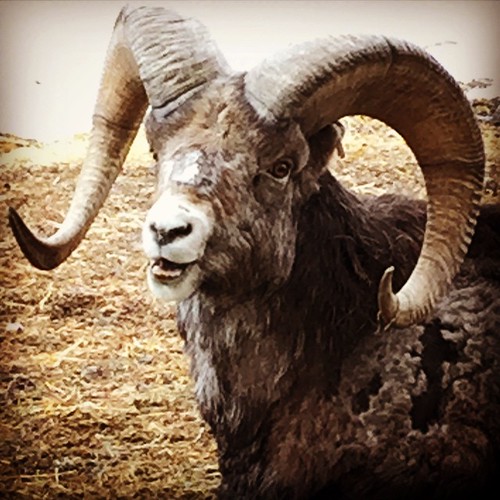 Good viewing of iconic #Canadian animals like this Stone Sheep at #Yukon #Wildlife Preserve #yxy