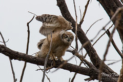 Great Horned Owl owlet tests its wings