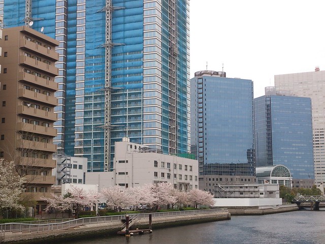 きのう現在周辺の桜を見に行って来ました。...