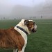 Supervising soccer practice on this foggy Friday morning. Gonna be a #BUtiful day! #GoDawgs • <a style="font-size:0.8em;" href="http://www.flickr.com/photos/73758397@N07/16556516623/" target="_blank">View on Flickr</a>