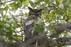 Watchful Great Horned Owl