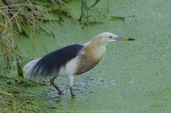 Javan pond heron