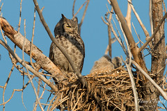 Female Great Horned Owl keeps watch on her young ones