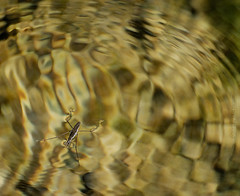 Water strider (near Peosta, IA, 3-31-2015)