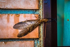 A bug outside of our hotel in San Juan Villalobo.