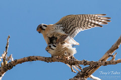American Kestrel Mating Sequence - 12 of 13