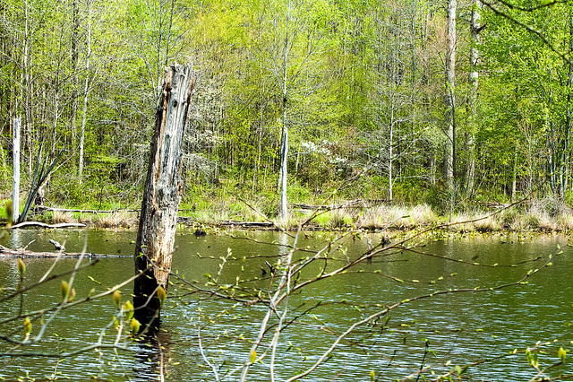 Hoosier National Forest - Paw Paw Marsh - April 24, 2015