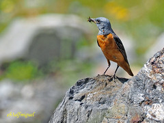 Roquero rojo (Monticola saxatilis)  (29)