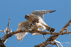 American Kestrel Mating Sequence - 11 of 13