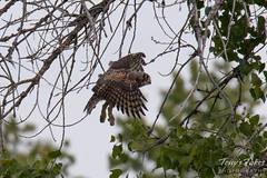Great Horned Owl owlet takes to the air