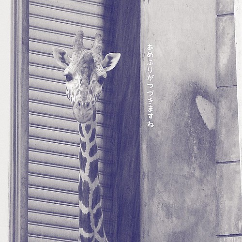 in the rainy day ߂ӂ΂B[B #higashiyamazoo #zoo #typoinsta #R #ʐ^ # #giraffe #L #??