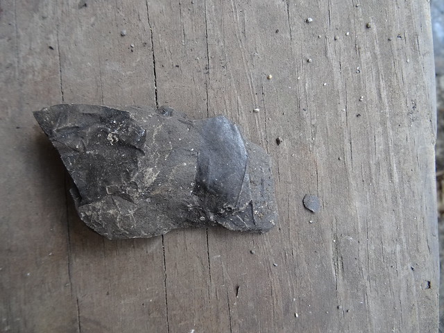 新竹尖石煤礦葉子化石15
