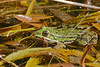 Edible Frog (Pelophylax esculentus)
