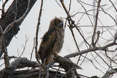 Great Horned Owl fledgling keeps close watch