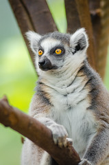Anglų lietuvių žodynas. Žodis lemurs reiškia lemūrai lietuviškai.