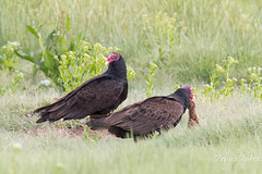 Turkey Vulture rips into a Prairie Dog carcass