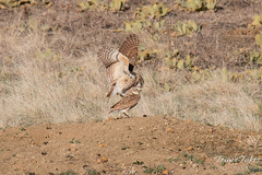 Burrowing Owls mating