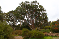 Canberra Botanic Garden