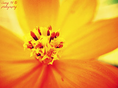 Button of an Orange Flower // Bouton d'une fleur orange