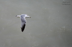 Seagull out for a cruise