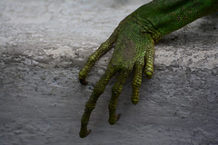 Green Iguana, Iguane Vert, Iguana Verde,  Iguana Iguana