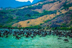 A flock of birds chased off Presa Chicoasen by our boat.