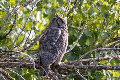 Adult Great Horned Owl keeps watch