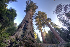 Anglų lietuvių žodynas. Žodis giant sequoia reiškia milžinas " sequoia lietuviškai.