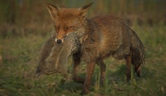 Fox and his meal
