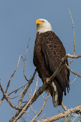 A very regal Bald Eagle