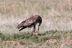 Juvenile Bald Eagle chows down on a prairie dog