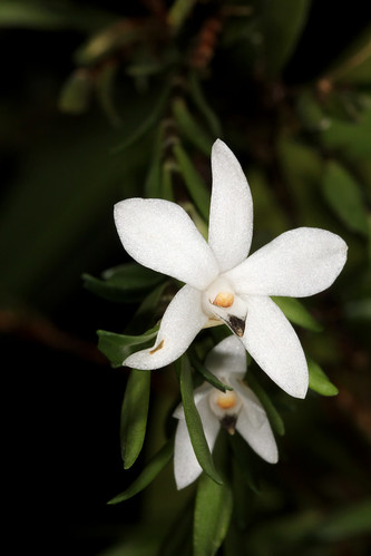 Resultado de imagem para Glossorhyncha orchid