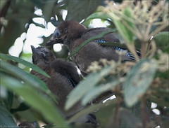 3 young jaybirds in our garden