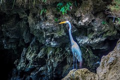 A heron fishing from the rocks in Canon Sumidero.