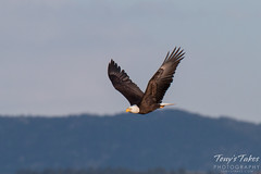 Bald Eagle flyby