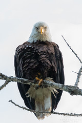 Very serious look from the Bald Eagle