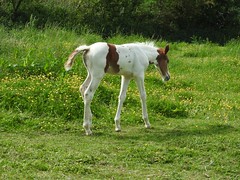 Anglų lietuvių žodynas. Žodis foals reiškia kumeliukai lietuviškai.
