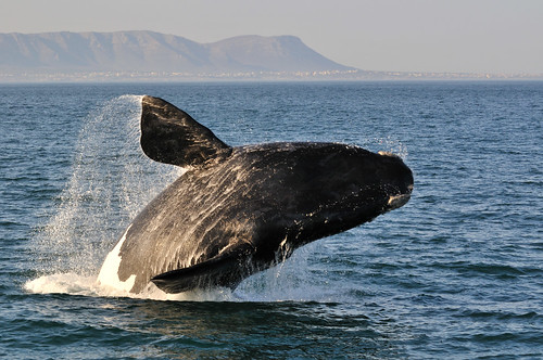Whale Hermanus
